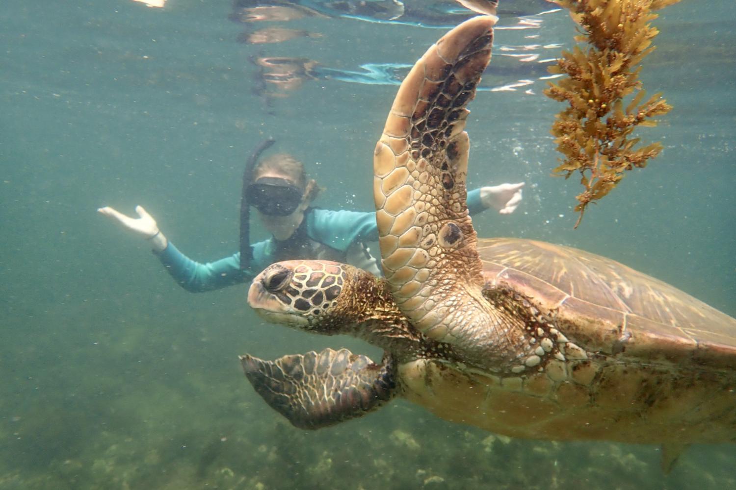 一名<a href='http://zwd2.ngskmc-eis.net'>全球十大赌钱排行app</a>学生在Galápagos群岛游学途中与一只巨龟游泳.